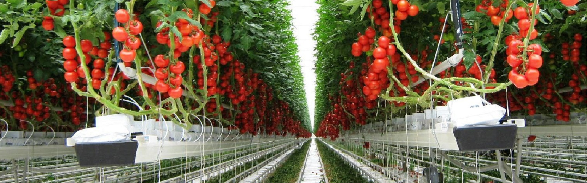 Erenoğlu Mühendislik Sera İmalat Slider Resim 3